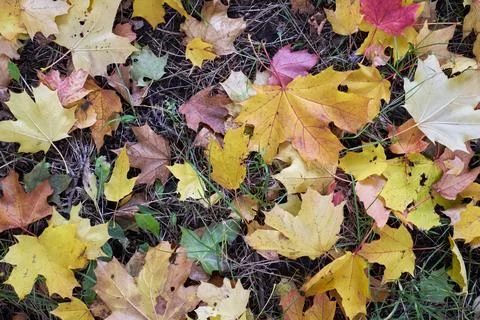 Multicolored maple leaves on the ground Stock Photos