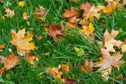 Multicolored maple leaves lie on the grass. Lawn with green grass covered wit Stock Photos