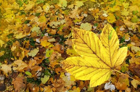 Multicolored maple leaves.  Orange, yellow red maple leaves autumn background Foto stock