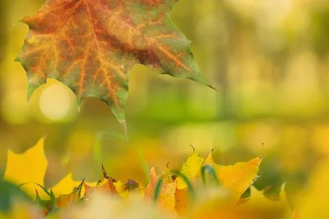 Multicolored maple leaves. Space for text background. Maple leaves background Stock Photos