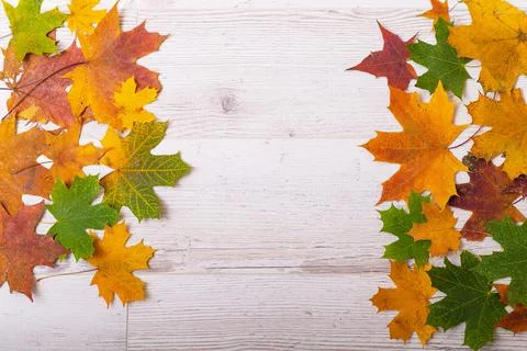 Multicolored maple leaves on a wooden background. Copy space Stock Photos