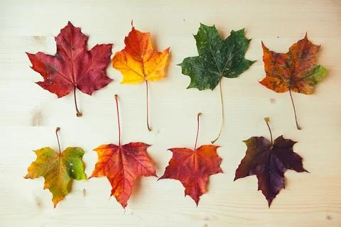 Multicolored maple leaves on wooden background. Colorful autumn leaf. Foto stock