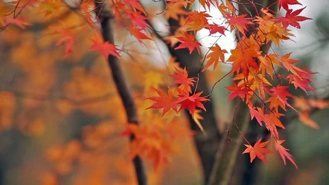 Multicolored maples in the autumn forest. Stock Footage 82643529