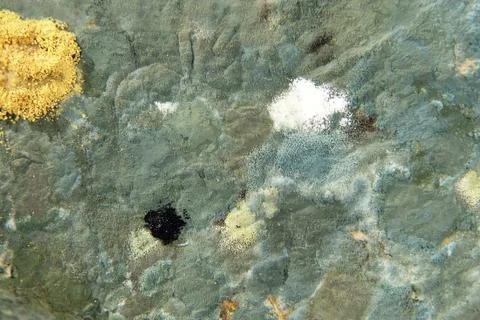 Multicolored mold as abstract background. Stock Photos