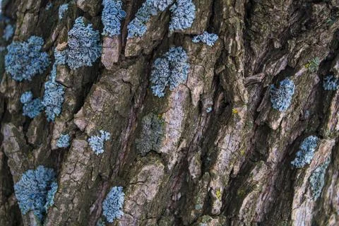 Multicolored moss and lichen on the bark trunk wood oak Stock Photos