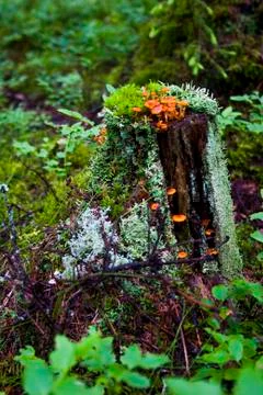 Multicolored moss in the forest Foto stock