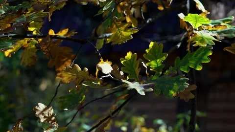 Multicolored oak leaves float in the wind Stock Footage 169793436