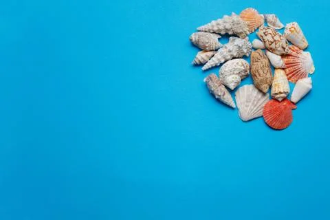 Multicolored Ocean Seashell Composition Flat Lay Foto stock