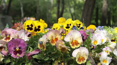 Multicolored pansies Video stock 23065619
