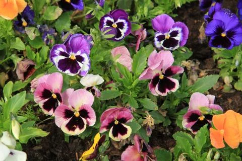 Multicolored pansies Foto stock