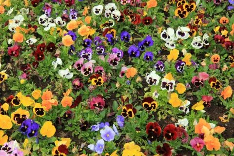 Multicolored pansies Stock Photos