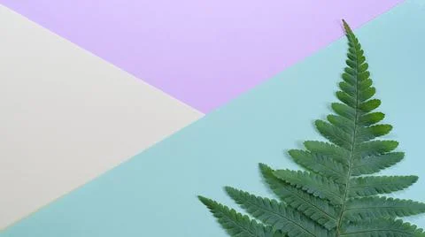Multicolored paper texture - background with Green fern plant Leaf Stock Photos