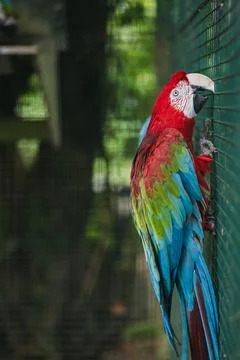 Multicolored parrot in cage Stock Photos