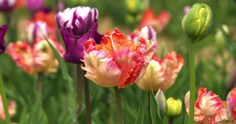 Multicolored parrot tulips in spring Stock-Footage 333161088
