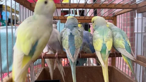 Multicolored parrots in a cage in the bazaar. Stock Footage 234559238