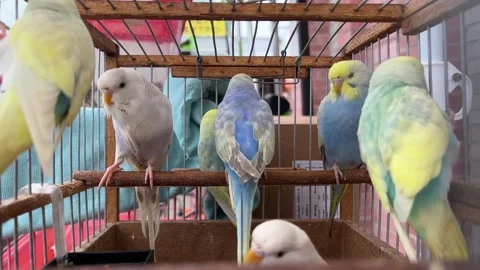 Multicolored parrots in a cage in the bazaar. 스톡 동영상 236060485
