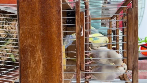 Multicolored parrots in a cage in the bazaar. Vertical video for the smartphone. Video stock 236466363