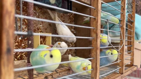 Multicolored parrots in a cage in the bazaar. Vertical video for the smartphone. 스톡 동영상 236630090