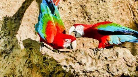 Multicolored parrots next to each other on a cliff Foto stock