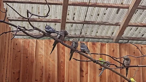 Multicolored parrots sit on a branch in an aviary. 動画素材 317327238