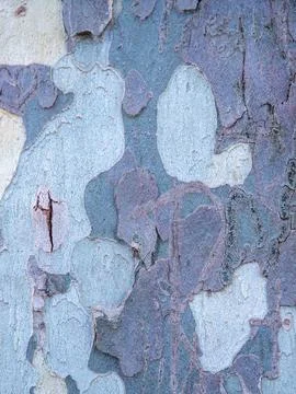 Multicolored peeling tree bark Stock Photos