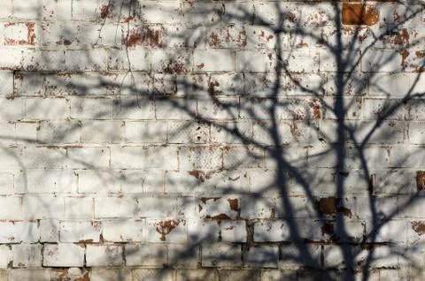 Multicolored peeling wall texture and background wiht shadow of tree. Paint.. Stock Photos
