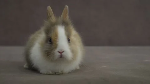 Multicolored pet Rabbit Stock Footage 107421408