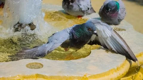 A multicolored pigeon Stock Photos