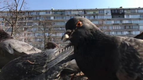 Multicolored pigeons eating in the park. close-up Stock Footage 111180673
