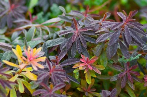 Multicolored plant leaves Stock Photos