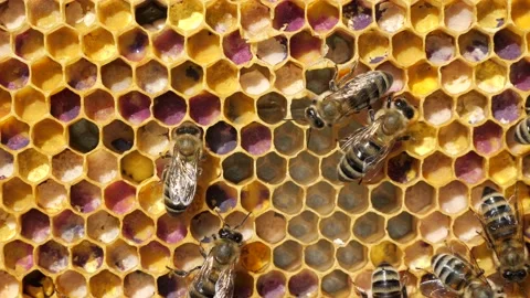 Multicolored pollen in comb. Vídeos de archivo 220957568