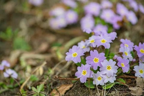 The multicolored primrose ordinary first spring flower blooms in March. Peren Foto stock