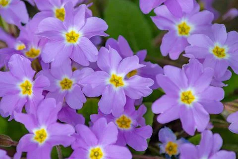 The multicolored primrose ordinary first spring flower blooms in March. Peren Stock Photos