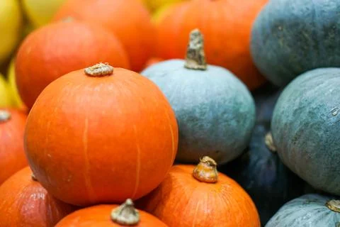 Multicolored Pumpkin Bundle	 Stock Photos