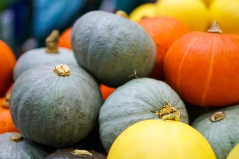 Multicolored Pumpkin Bundle	 Stock Photos