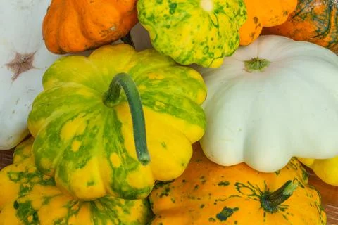Multicolored pumpkin close-up, autumn composition, top view, Thanksgiving day Stock Photos