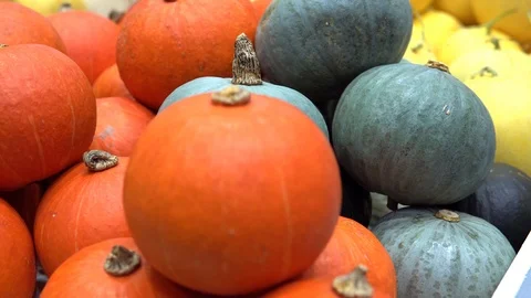 Multicolored Pumpkin Stock Footage 98885797