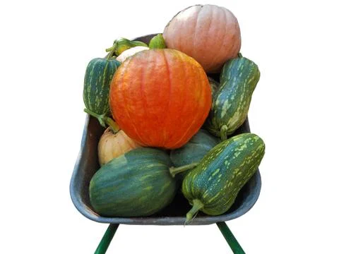 Multicolored pumpkins of different varieties in a wheelbarrow Foto stock