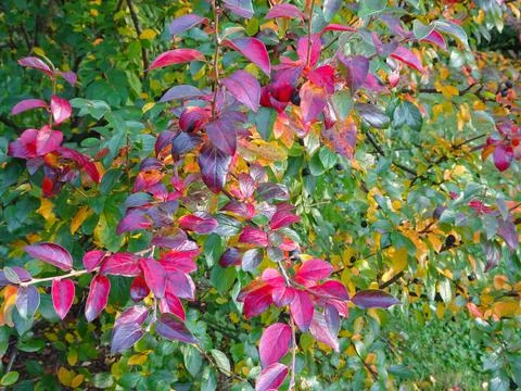 Multicolored red yellow green autumn foliage background, selective focus Stock Photos