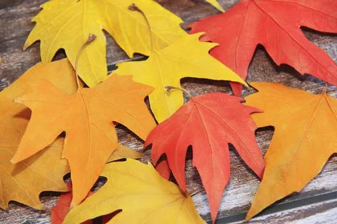 Multicolored red, yellow, orange maple leaves on a wooden background Stock Photos