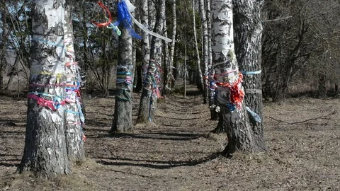 Multicolored ribbons develop on birches for the fulfillment of dreams Stock Footage 88528470