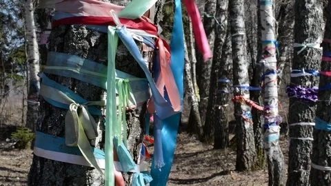 Multicolored ribbons develop on birches for the fulfillment of dreams Stock Footage 88528498