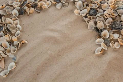 Multicolored river seashells lie chaotically on the sand next to the sea. Mac Stock Photos
