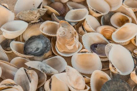 Multicolored river seashells lie chaotically on the sand next to the sea. Mac Stock Photos