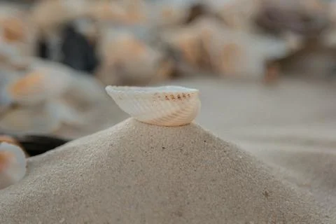 Multicolored river seashells lie chaotically on the sand next to the sea. Mac Foto stock