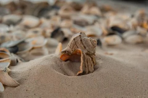 Multicolored river seashells lie chaotically on the sand next to the sea. Mac Stock Photos