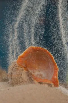 Multicolored river seashells lie chaotically on the sand next to the sea. Mac Stock Photos