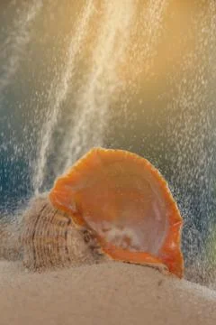 Multicolored river seashells lie chaotically on the sand next to the sea. Mac Stock Photos