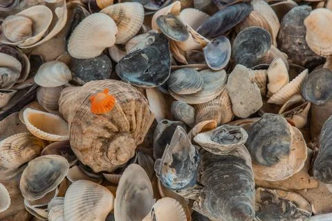 Multicolored river seashells lie chaotically on the sand next to the sea. Mac Stock Photos