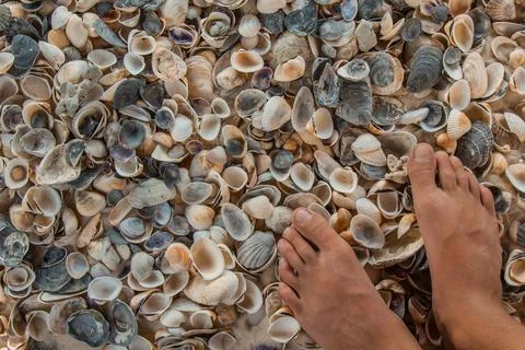Multicolored river seashells lie chaotically on the sand next to the sea. Mac Stock Photos